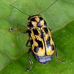Pachybrachis hieroglyphicus Pachybrachis hieroglyphicus